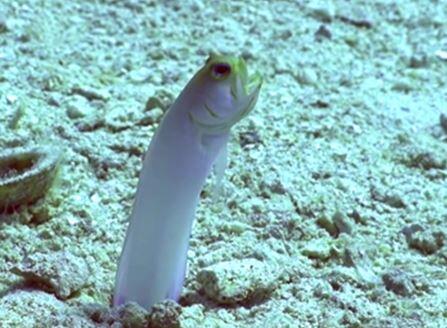 Hành động lạ của một con cá đực Jawfish khiến người xem kinh ngạc! - H2