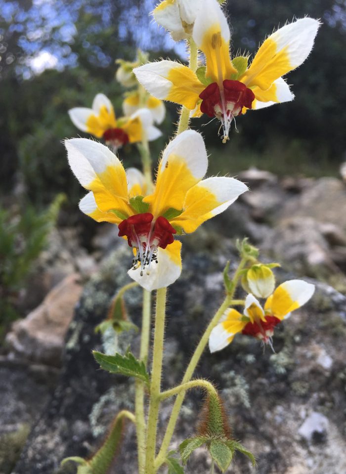 Nghiên cứu mới: Thực vật Loasaceae có thể ghi nhớ khi ‘người thụ phấn’ ghé thăm.5