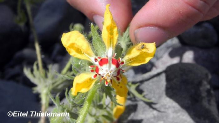 Thực vật Loasaceae có thể ghi nhớ khi ‘người thụ phấn’ ghé thăm