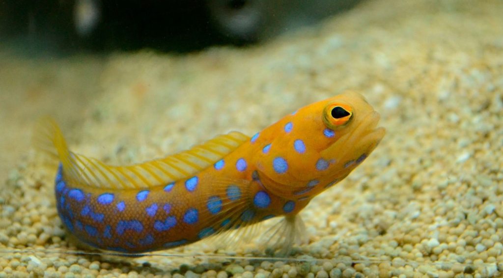 Hành động lạ của một con cá đực Jawfish khiến người xem kinh ngạc! - H1