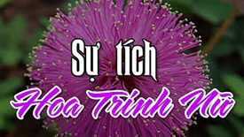 Hoa trinh nữ màu tím bởi vì điều này