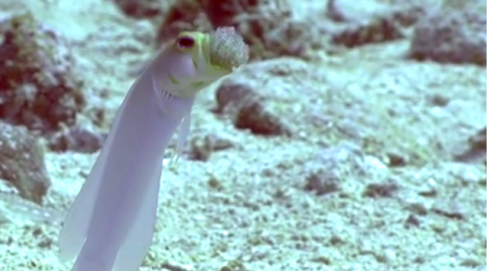 Hành động lạ của một con cá đực Jawfish khiến người xem kinh ngạc! - H3