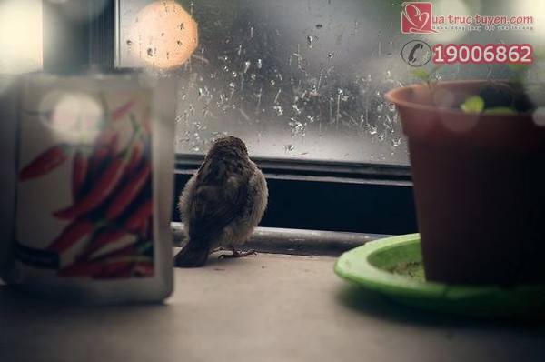 Câu chuyện cảm động có thật về chú chim sẻ mù bên bậu cửa