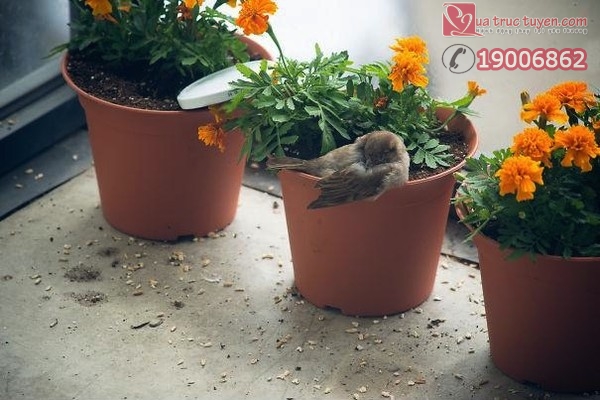 Câu chuyện cảm động có thật về chú chim sẻ mù bên bậu cửa