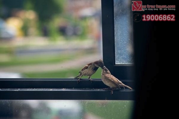 Câu chuyện cảm động có thật về chú chim sẻ mù bên bậu cửa