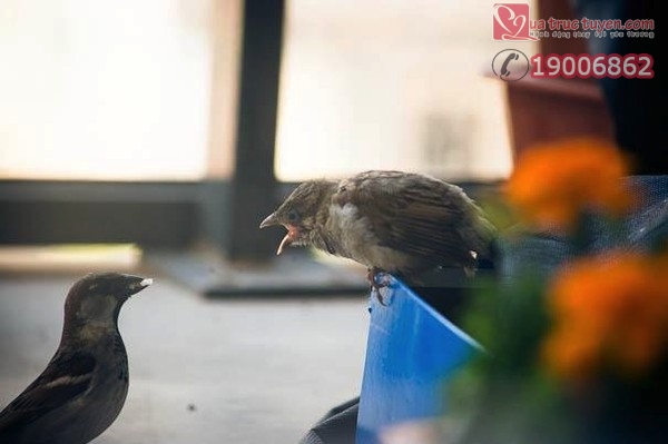 Câu chuyện cảm động có thật về chú chim sẻ mù bên bậu cửa