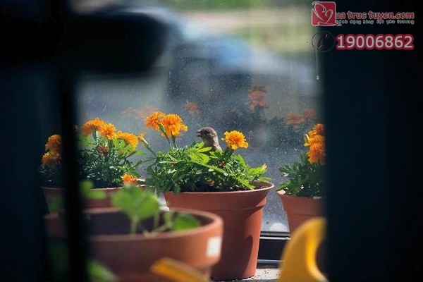 Câu chuyện cảm động có thật về chú chim sẻ mù bên bậu cửa