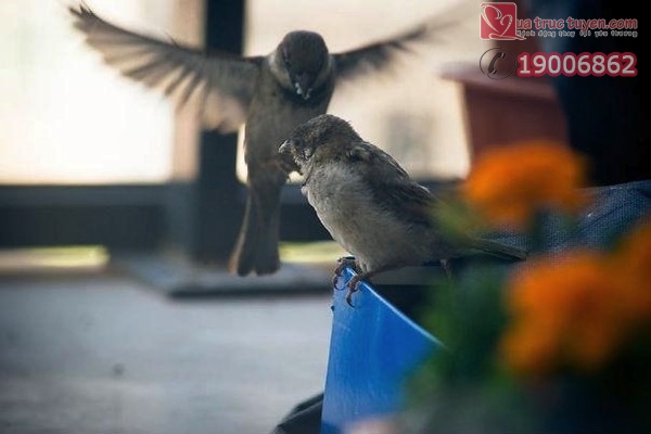 Câu chuyện cảm động có thật về chú chim sẻ mù bên bậu cửa