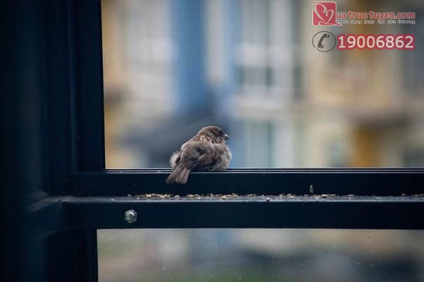 Câu chuyện cảm động có thật về chú chim sẻ mù bên bậu cửa
