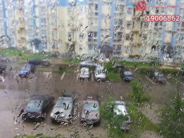 Câu chuyện cảm động có thật về chú chim sẻ mù bên bậu cửa