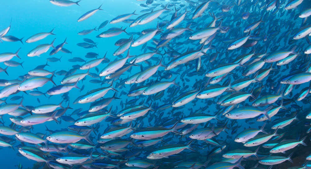 Hàm lượng oxy trong đại dương giảm mạnh, đe dọa mạng sống của sinh vật biển