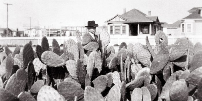 Nghiên cứu mới: Thực vật Loasaceae có thể ghi nhớ khi ‘người thụ phấn’ ghé thăm.3