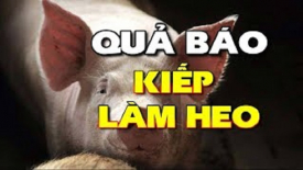 Tướng quân đầu thai làm heo 40 vạn lần vì điều này