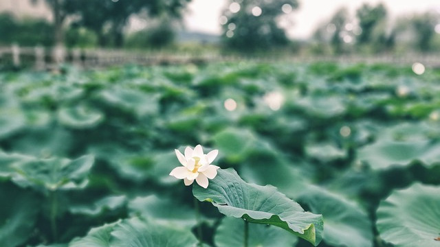 Người làm đại sự trên đời, nhất định phải có được phẩm chất lớn - ảnh 2