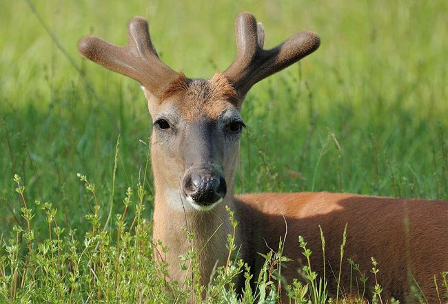 Cặp nhung hươu chỉ mọc ở con đực mà không mọc ở con cái