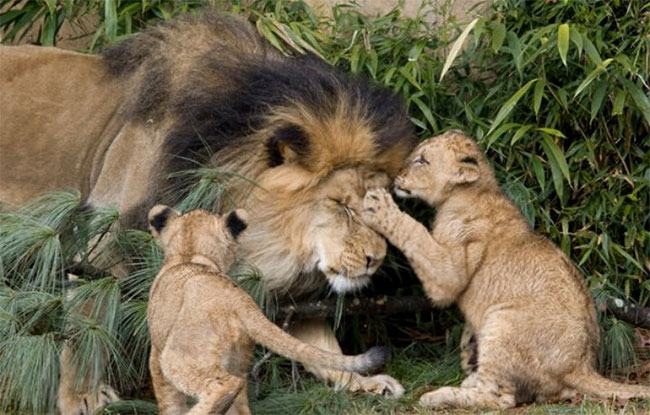 Nhà động vật học: Phim “The Lion King” mô tả hoàn toàn sai lầm vai trò sư tử đực trong thực tế - ảnh 3