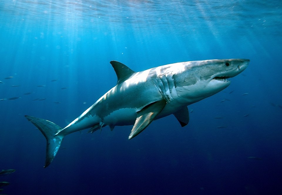 whiteshark