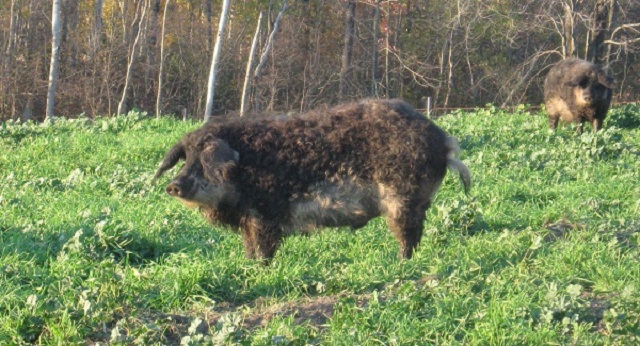 Purebred Swallow belly Mangalitsa  10-10