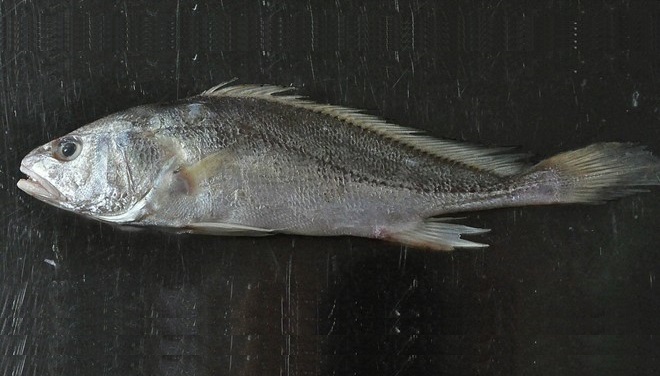 13584992_792443850855604_5979930109161010520_o_1