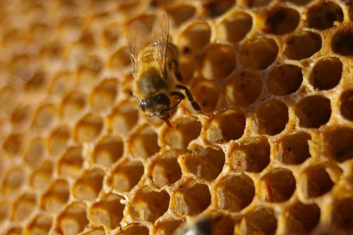 an australian honey bee