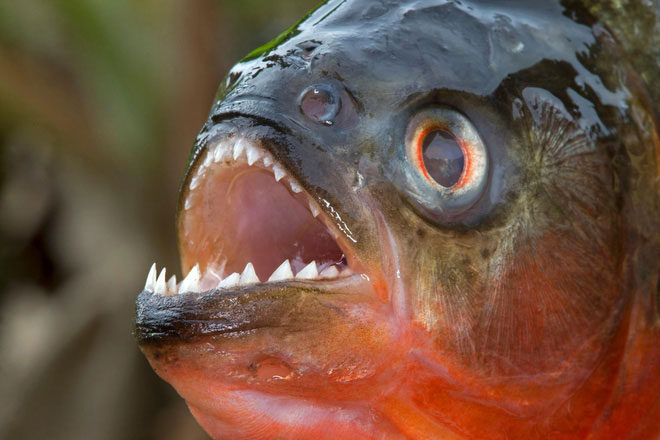 Loài cá Piranha khét tiếng đáng sợ là do con người?