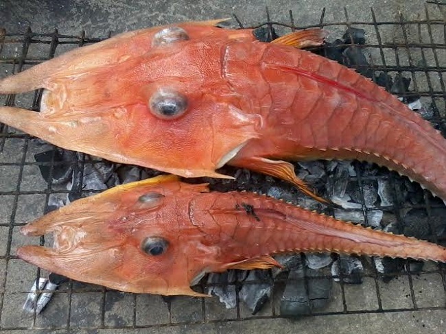 gurnard