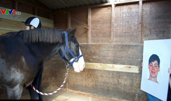những con ngựa này có thể hiểu và ghi nhớ toàn bộ cảm xúc của những người mà trước đó nó đã nhìn thấy qua bức ảnh.