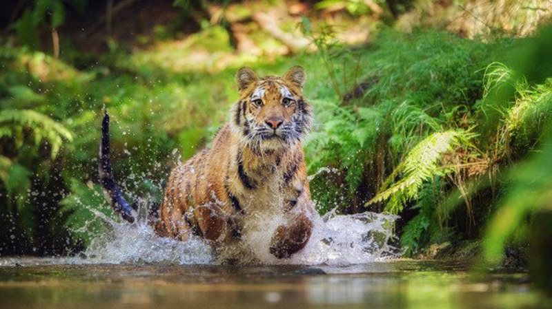 Bốn bí quyết để chiến thắng đại dịch Covid-19 (ảnh 4)