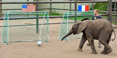 Chú voi Nellie trổ tài dự đoán kết quả. Ảnh: Speigel.