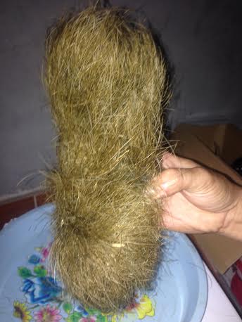 20160713162708-cat-lon-1