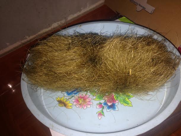 20160713162708-cat-lon-2