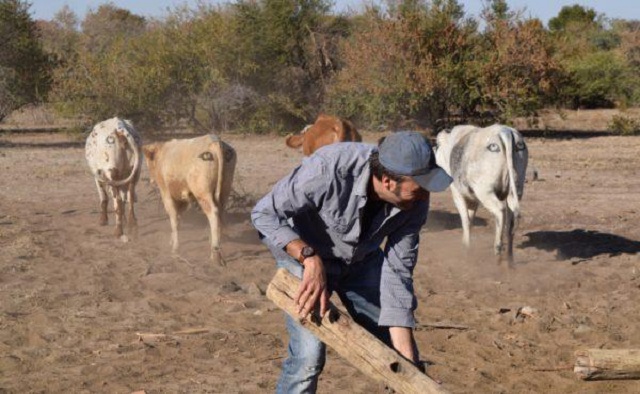 Vẽ mắt lên mông bò giúp bảo vệ chúng khỏi sự tấn công của sư tử.