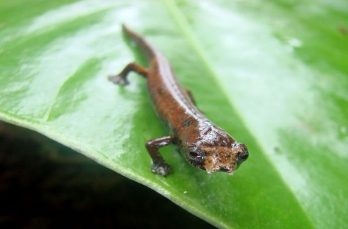 Những loài động vật có khả năng siêu phàm khó tin.8