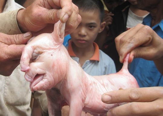 Chú lợn con với hình thù kỳ dị.