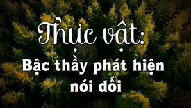 Thực vật: bậc thầy phát hiện nói dối và có khả năng siêu cảm