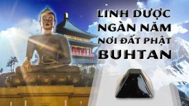 Linh dược Hỷ Lai Chi - Tặng phẩm của Phật Dược Sư thời Mạt Pháp