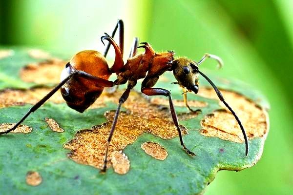 Những loài động vật có khả năng siêu phàm khó tin.7