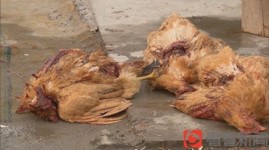 Hàng loạt gia cầm bị hút máu tới chết mà không rõ nguyên nhân.