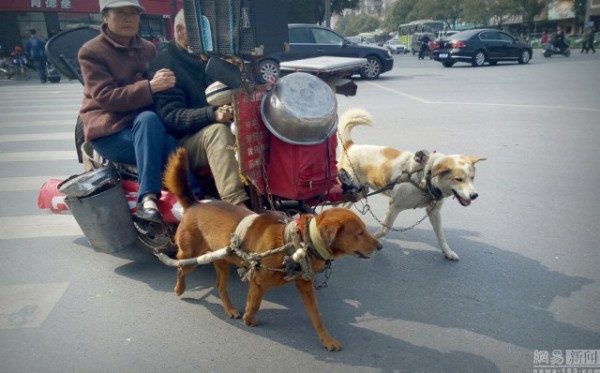Cặp vợ chồng ngồi xe chó kéo đang gây sốt cộng đồng mạng.
