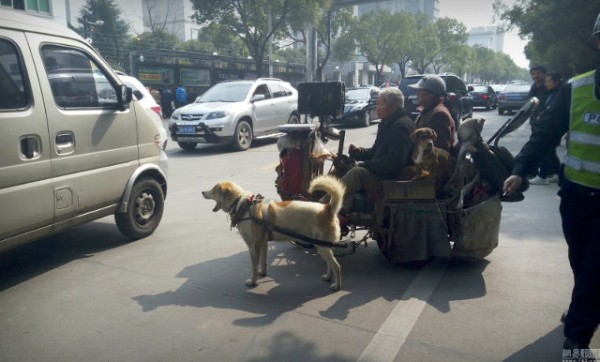Mặc cho phố phường đông đúc, đôi vợ chồng già vẫn miệt mài dạo phố trên chiếc xe chó kéo của mình.