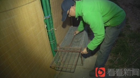 Dân làng đã đặt bẫy để bắt con "quái thú".