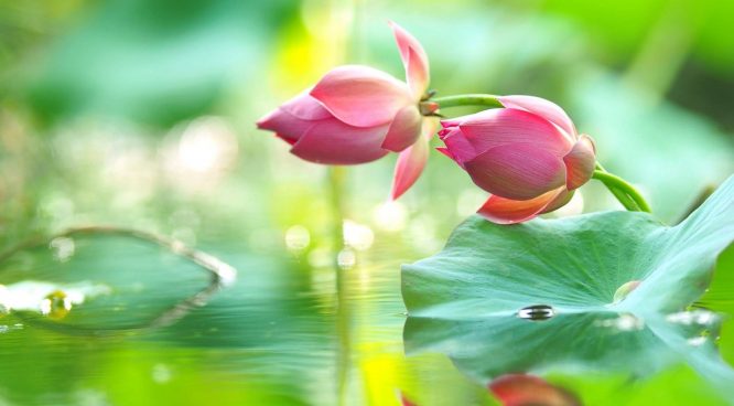 Tâm tĩnh lặng ức chế lửa sân hận là một cảnh giới cao thượng trí tuệ.2