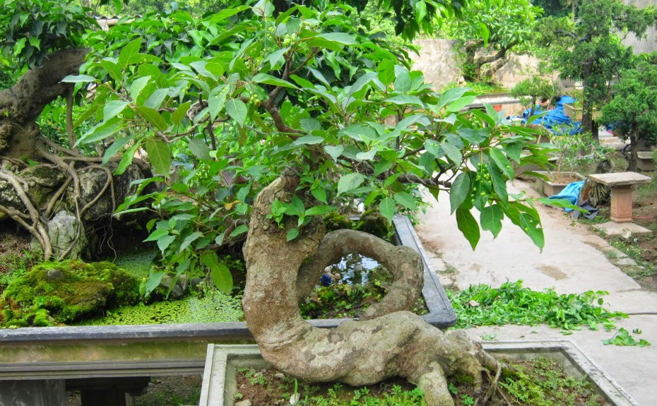 12 loại cây đem lại may mắn cho ngày Tết h5