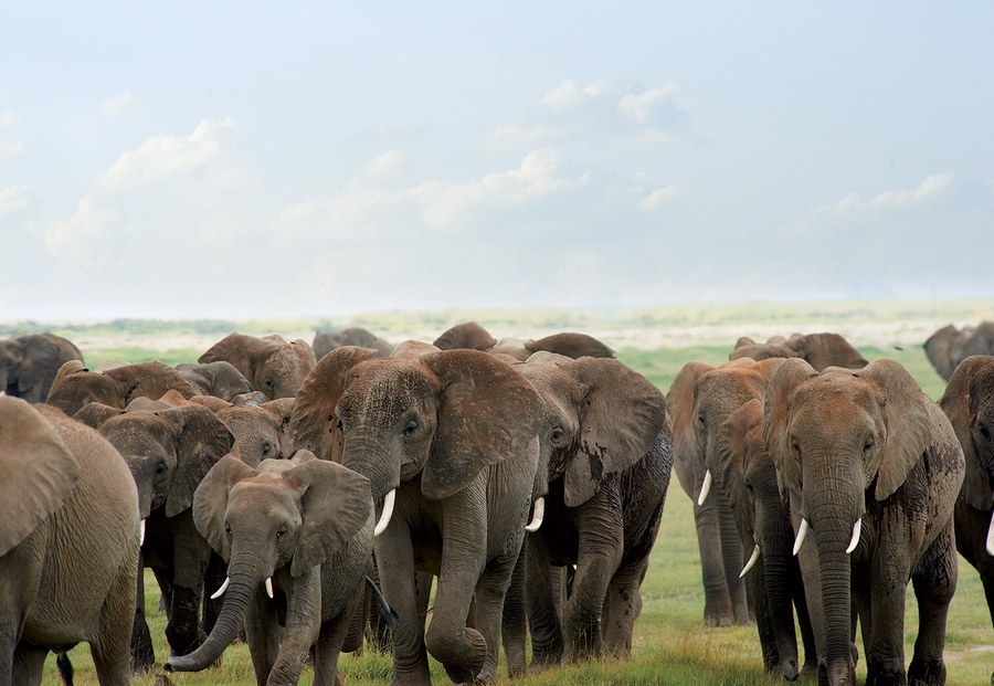 ivory-and-agony-elephants-vf