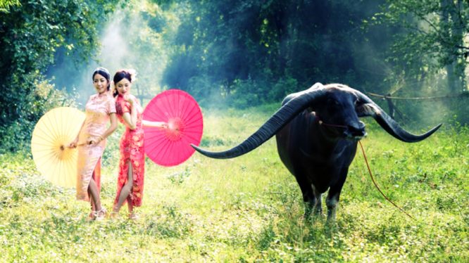 "Trâu già gặm cỏ non, ăn gà tranh thủ sớm", dù là ý nghĩa ban đầu hay ý nghĩa hiện đại cũng đều rất thú vị. 