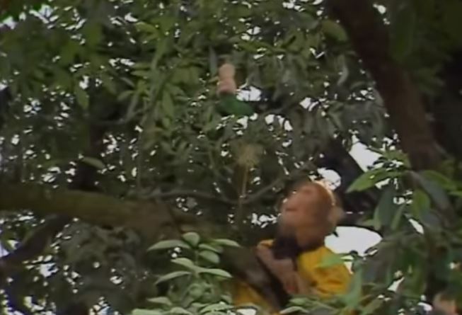 Quả nhân sâm hình trẻ em trong Tây Du Ký 1986 đã đi vào huyền thoại như thế nào - H3