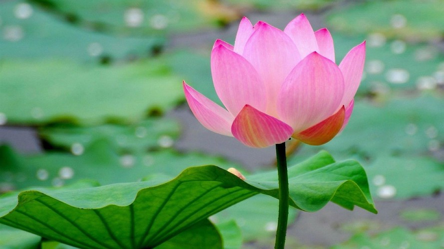 Thuận cảnh thiện đãi người khác, nghịch cảnh thiện đãi chính mình - ảnh 2