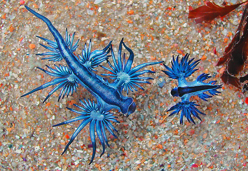 Rồng xanh có tên khoa học là Glaucus atlanticus, hay còn gọi là sên biển xanh.