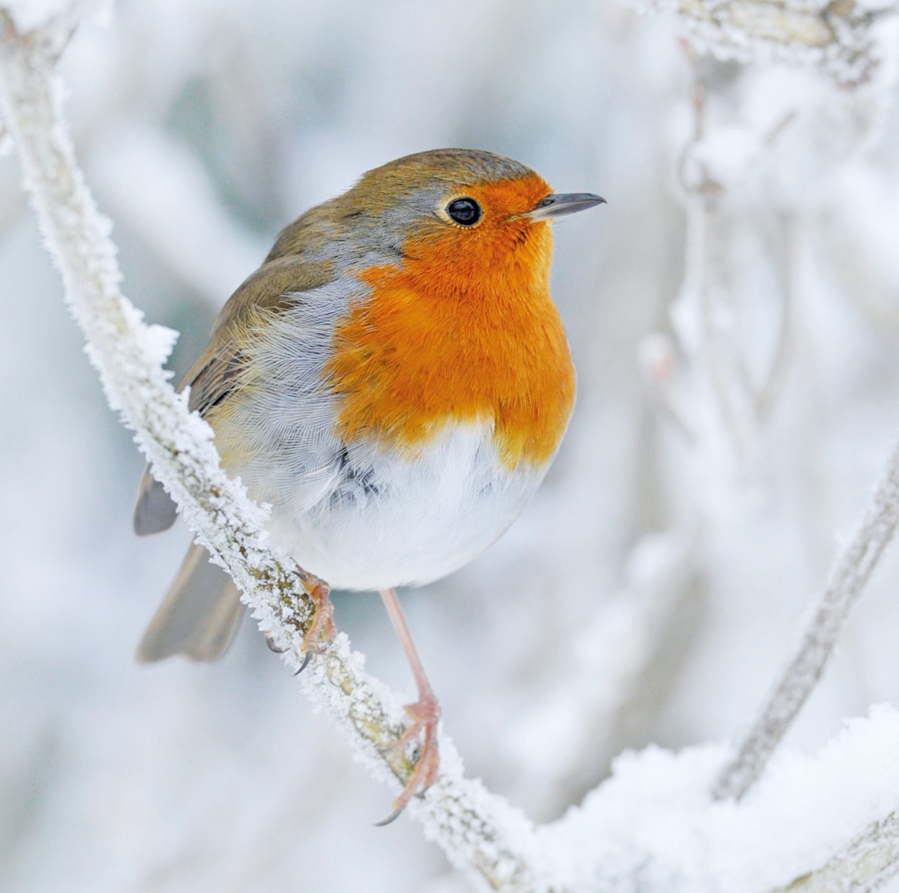 Truyền thuyết về loài chim họa mi trong lễ Giáng sinh - ảnh 7