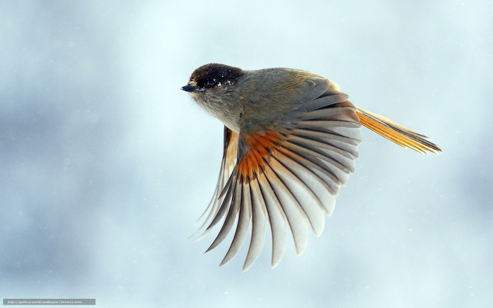 Truyền thuyết về loài chim họa mi trong lễ Giáng sinh - ảnh 2